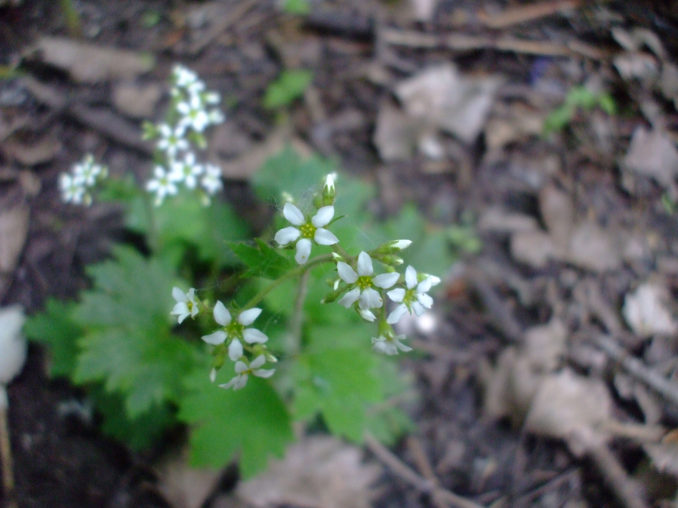 Boykinia aconitifolia